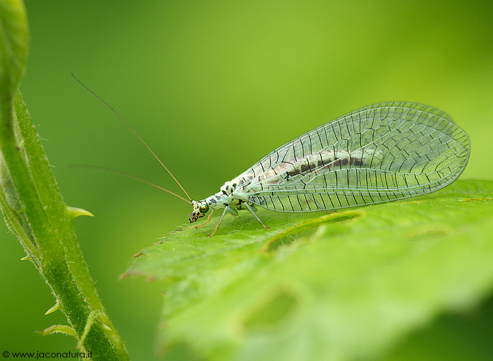 Chrysopa perla.